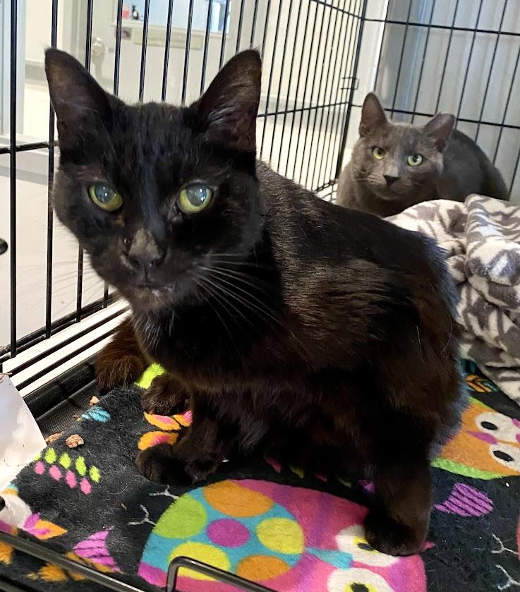 Samantha, a Adoptable Domestic Short Hair in Lafayette, NJ image 2/4