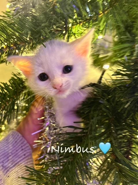 Nimbus, ADOPTABLE, Kitten Male Domestic Short Hair.
