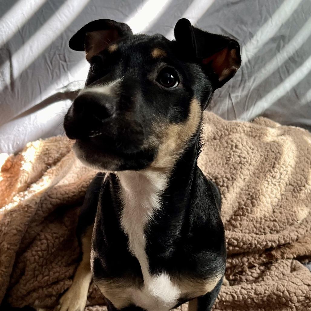 Enlarge Tucker, a Adoptable mixed breed in Temecula, CA image 1/6