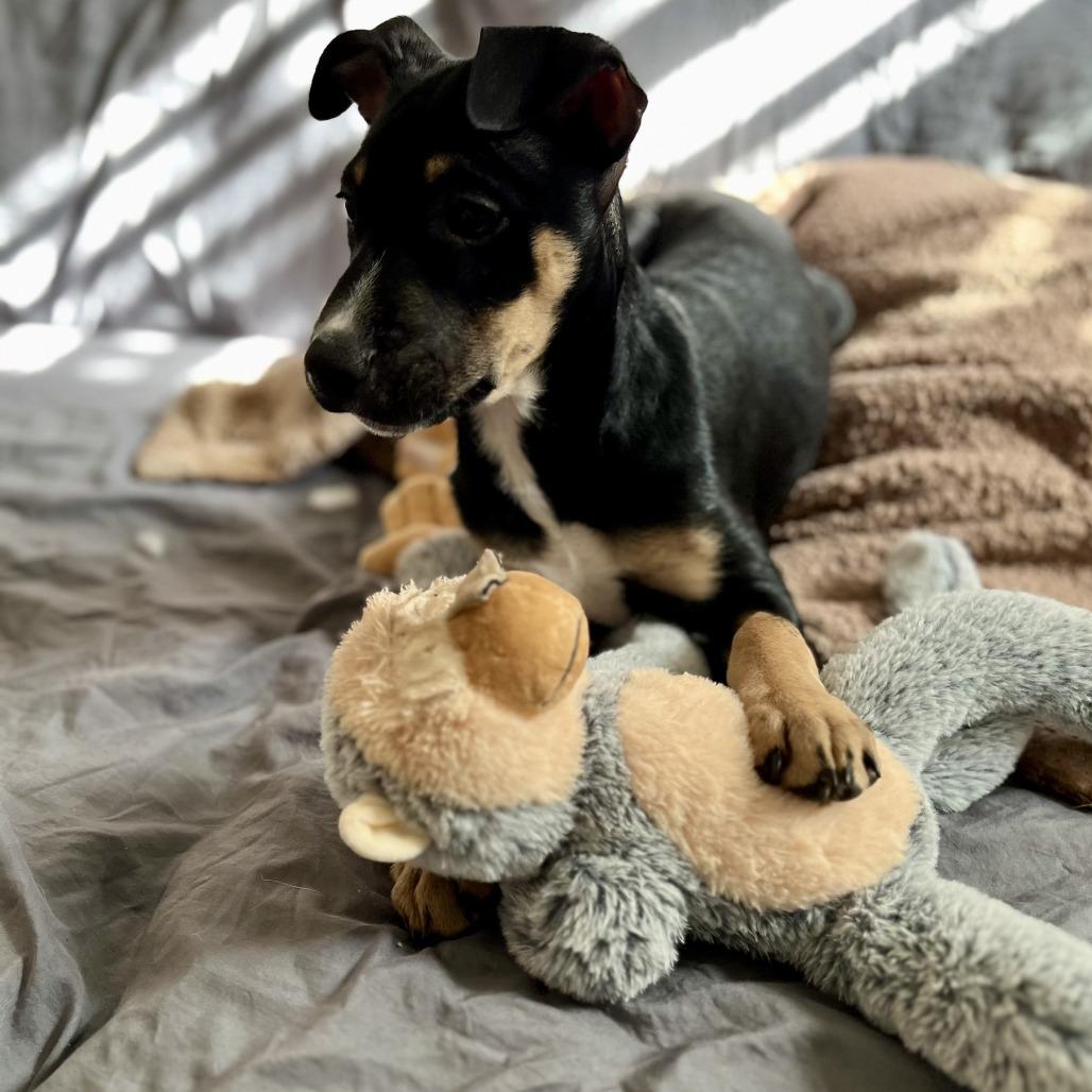 Enlarge Tucker, a Adoptable mixed breed in Temecula, CA image 4/6