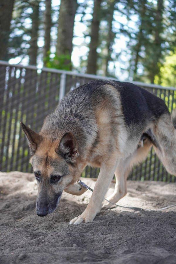 Zeus, Adoptable, Adult Male German Shepherd Dog.