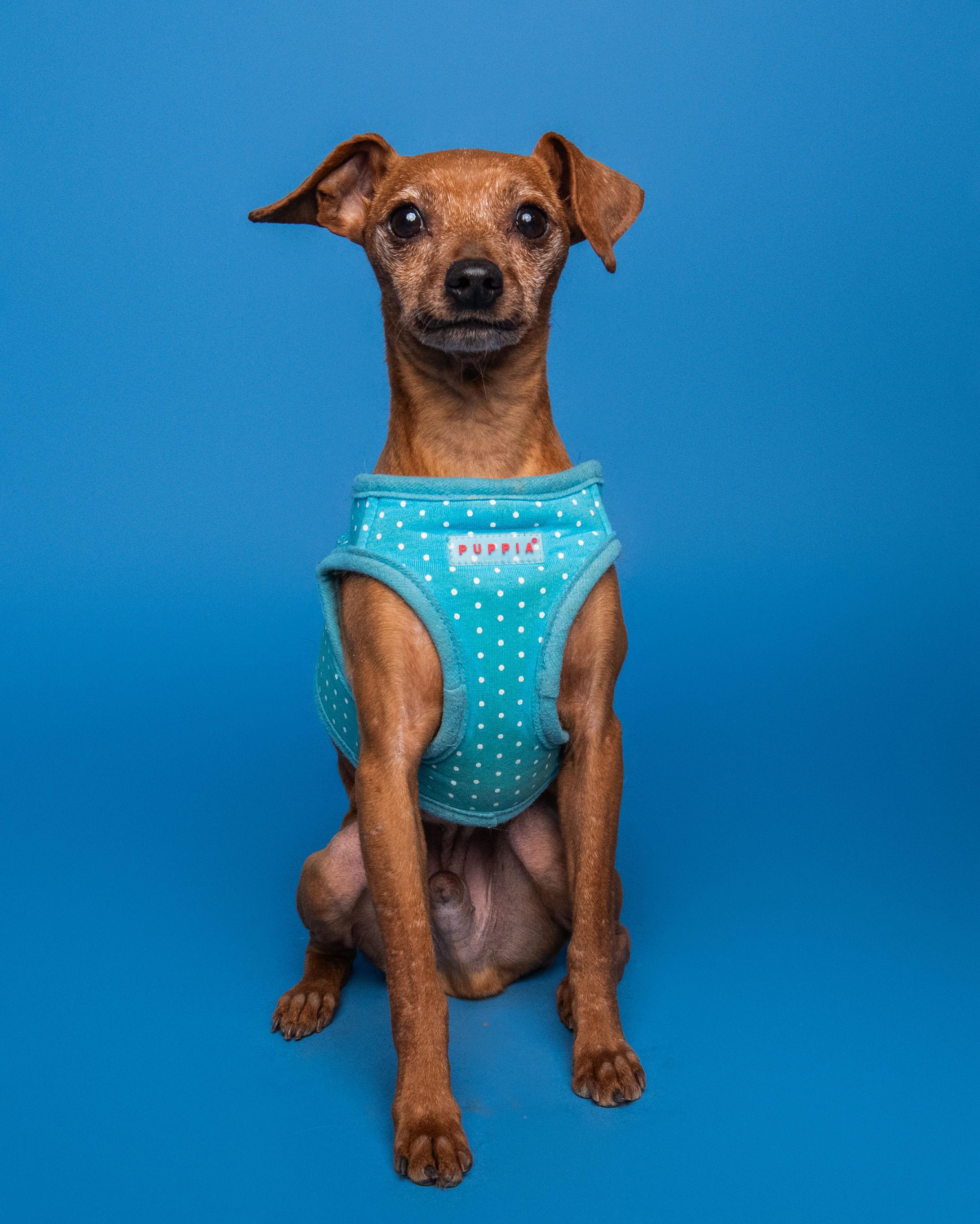 Enlarge Rocky, a Adoptable Miniature Pinscher in Austin, TX image 1/6