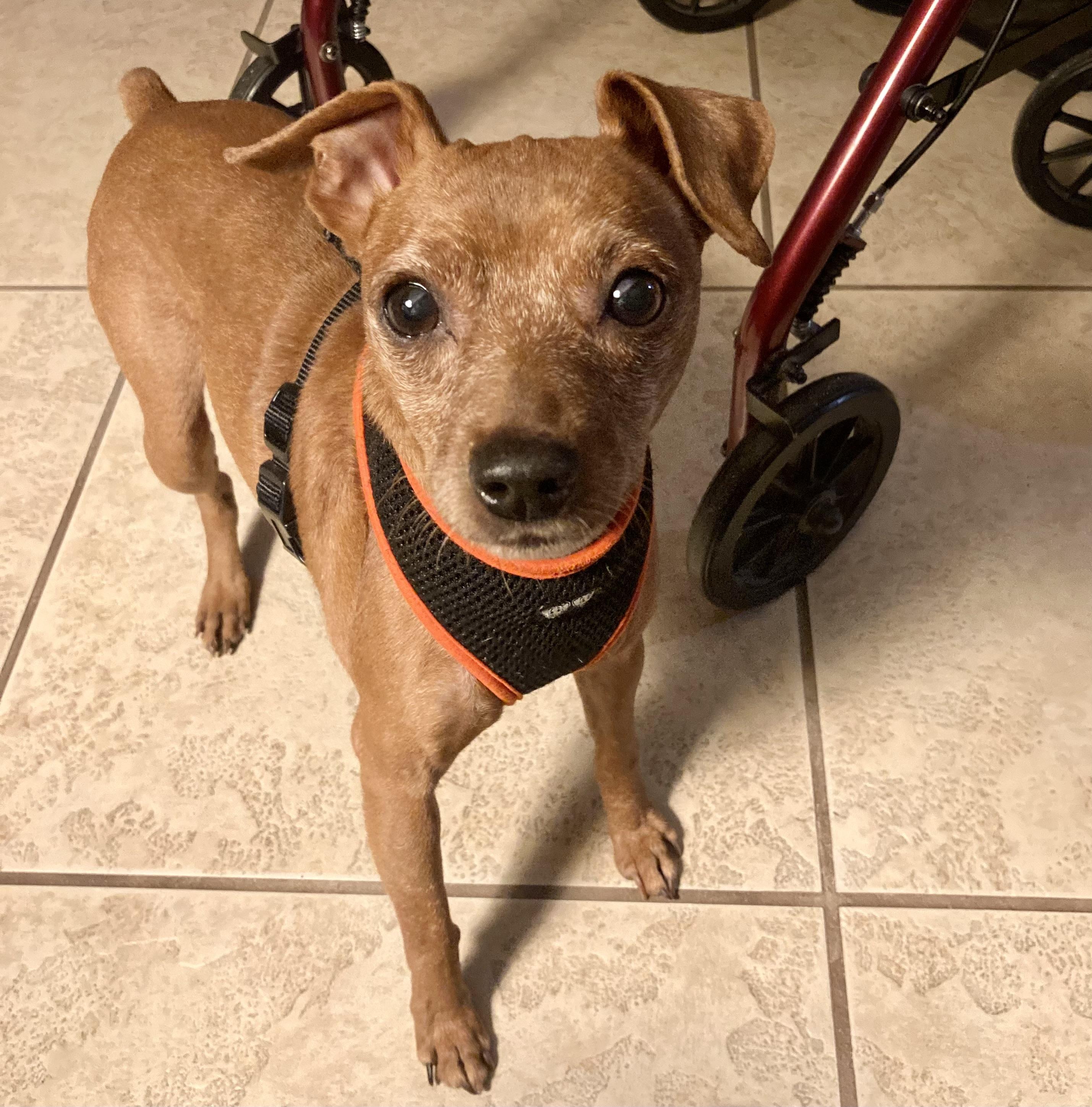 Enlarge Rocky, a Adoptable Miniature Pinscher in Austin, TX image 2/6