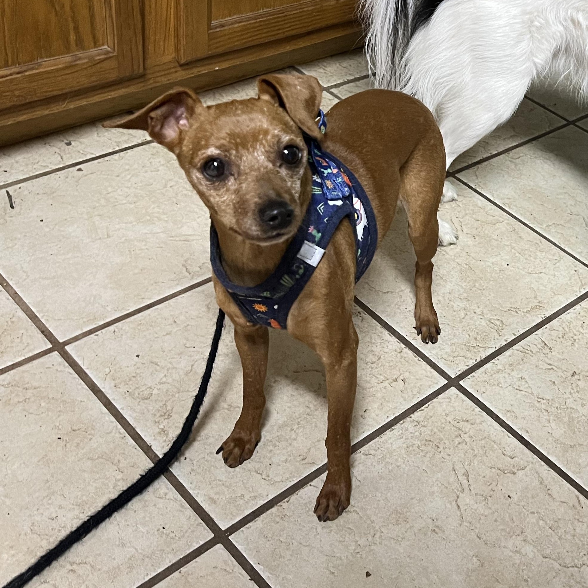 Enlarge Rocky, a Adoptable Miniature Pinscher in Austin, TX image 3/6