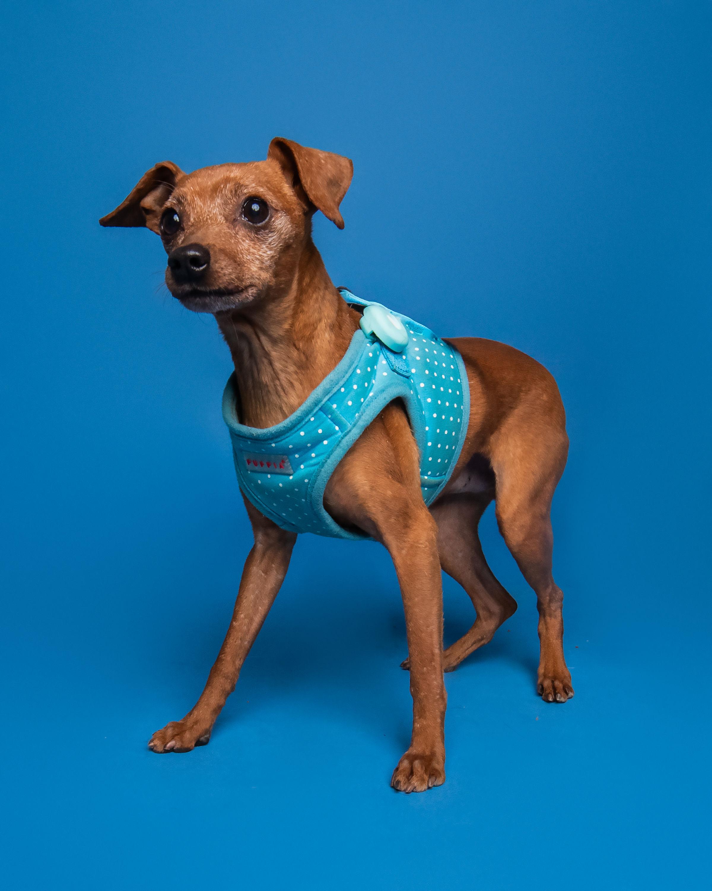 Enlarge Rocky, a Adoptable Miniature Pinscher in Austin, TX image 5/6