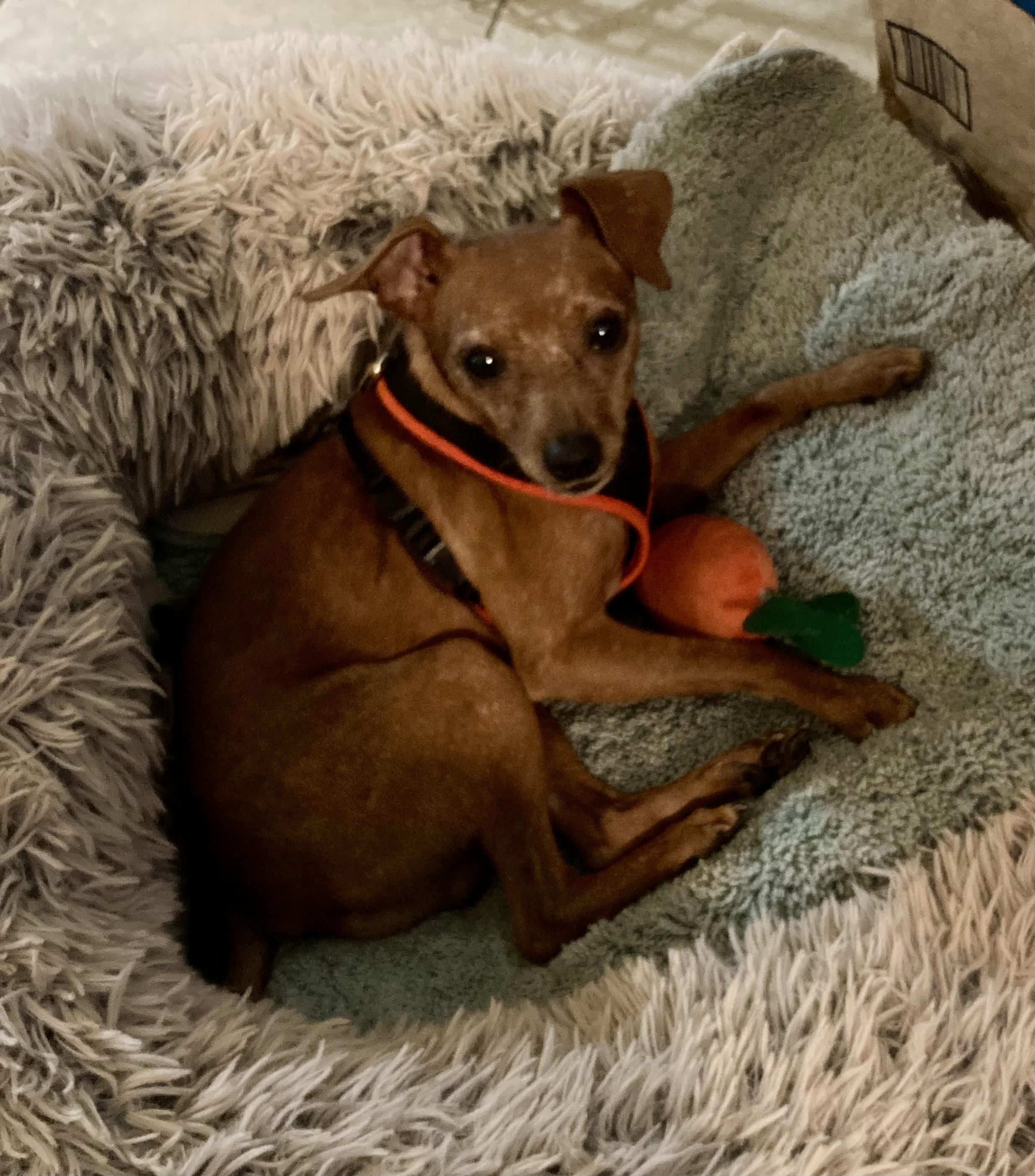 Enlarge Rocky, a Adoptable Miniature Pinscher in Austin, TX image 4/6