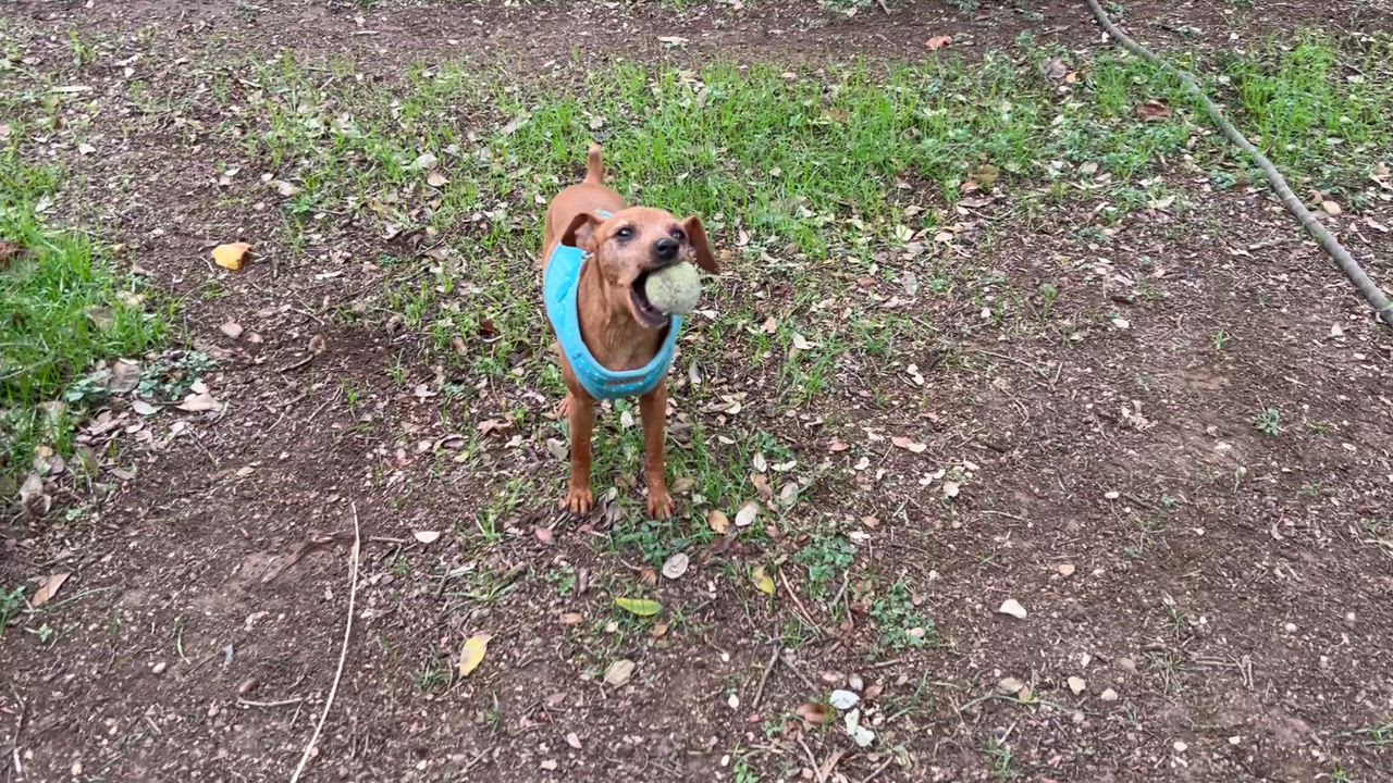 Enlarge Rocky, a Adoptable Miniature Pinscher in Austin, TX video 6/6