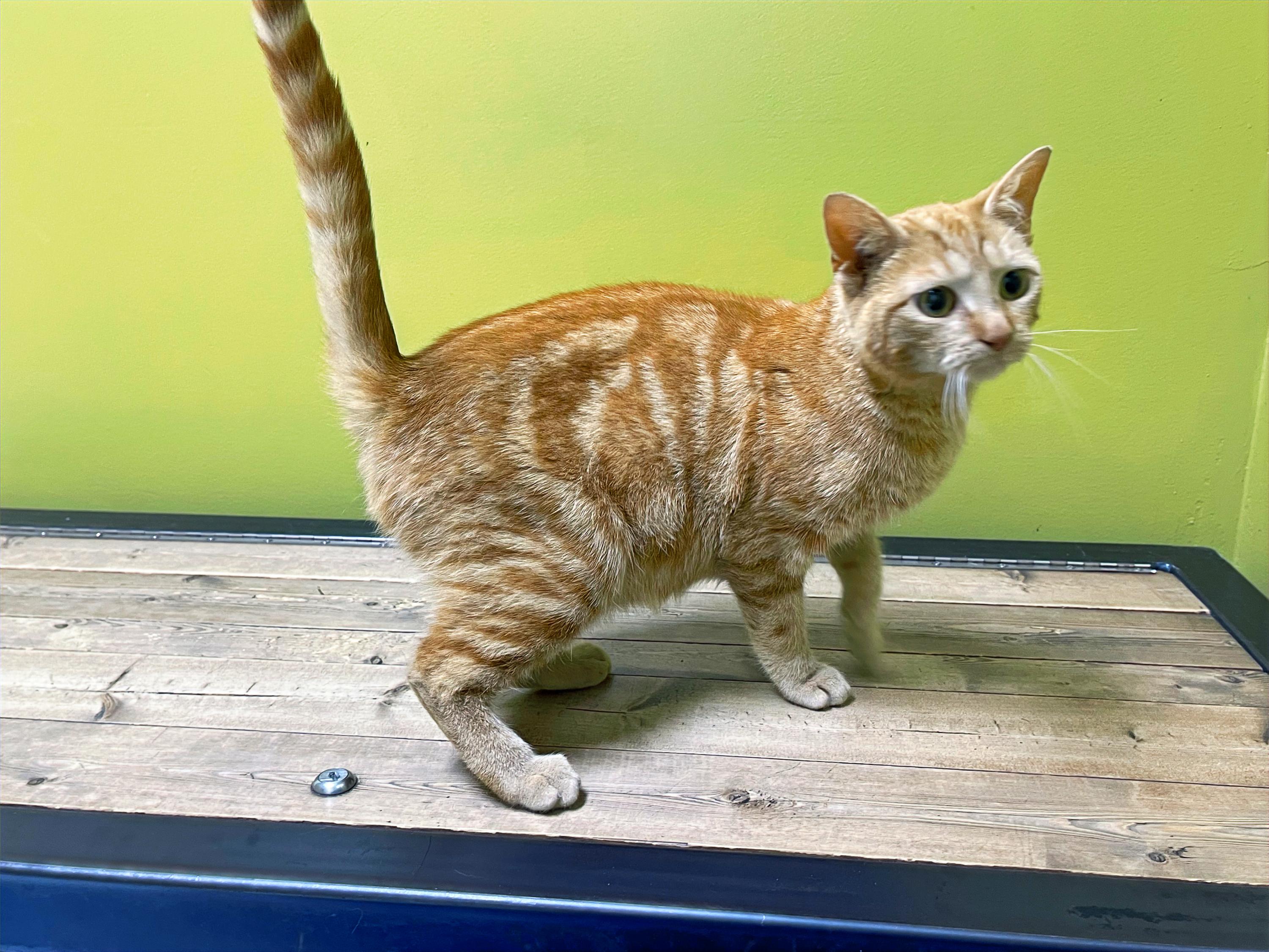 Enlarge Jenny, a Adoptable Domestic Short Hair in Columbia, KY image 2/4