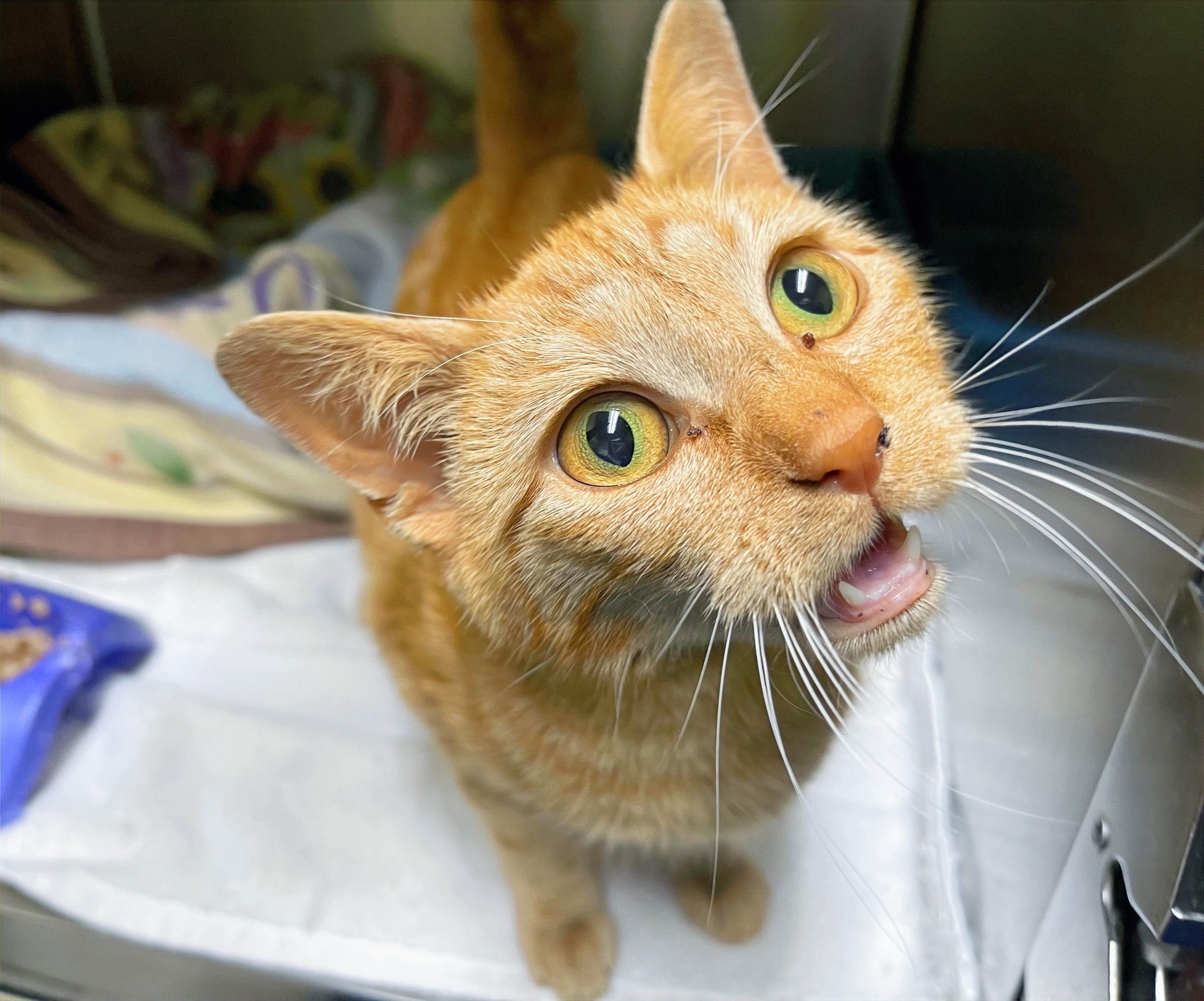 Enlarge Jenny, a Adoptable Domestic Short Hair in Columbia, KY image 1/4