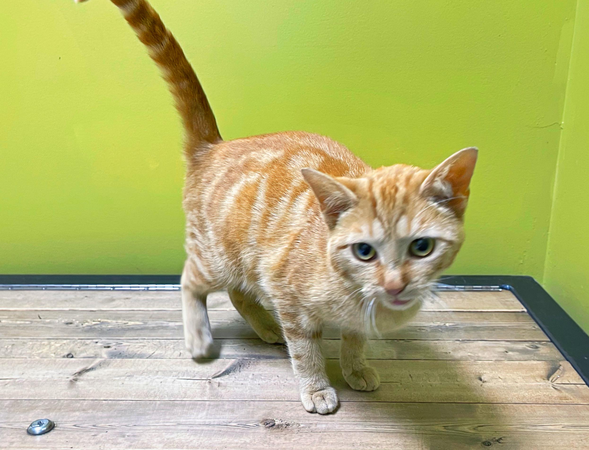 Jenny, Adoptable, Adult Female Domestic Short Hair.