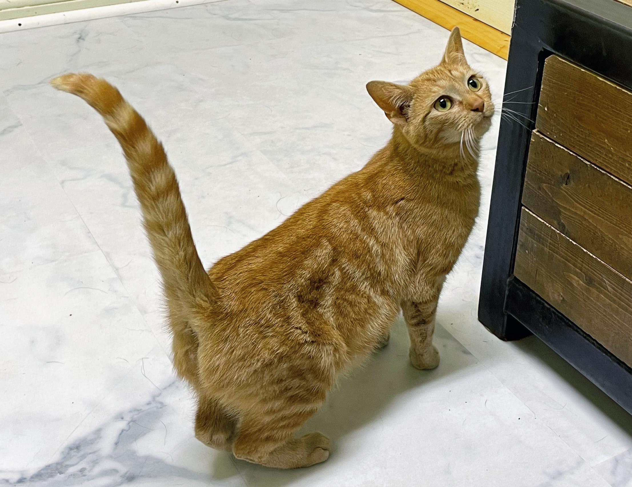 Enlarge Jenny, a Adoptable Domestic Short Hair in Columbia, KY image 4/4