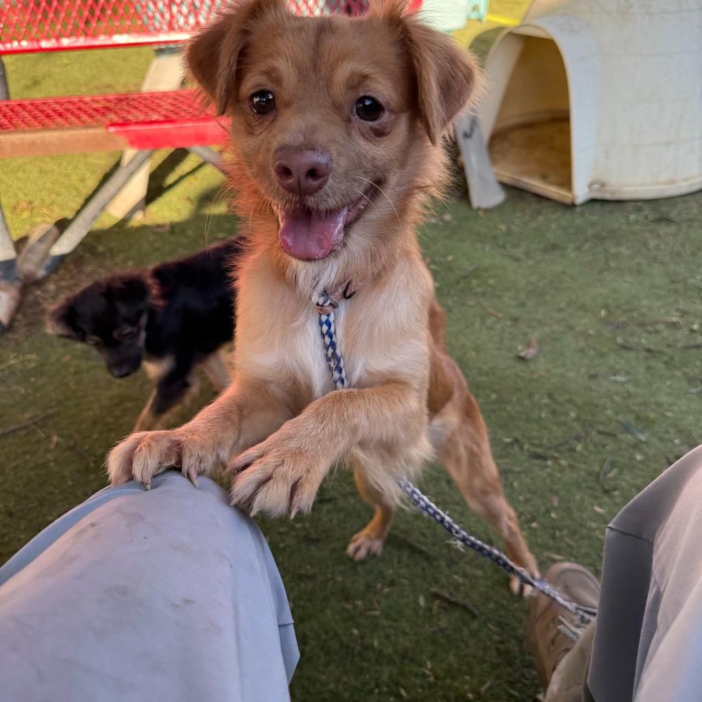 Flannel, Adoptable, Young Male Chihuahua & Spaniel.