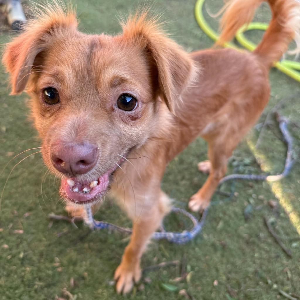 Enlarge Flannel, a Adoptable mixed breed in San Diego, CA image 2/4