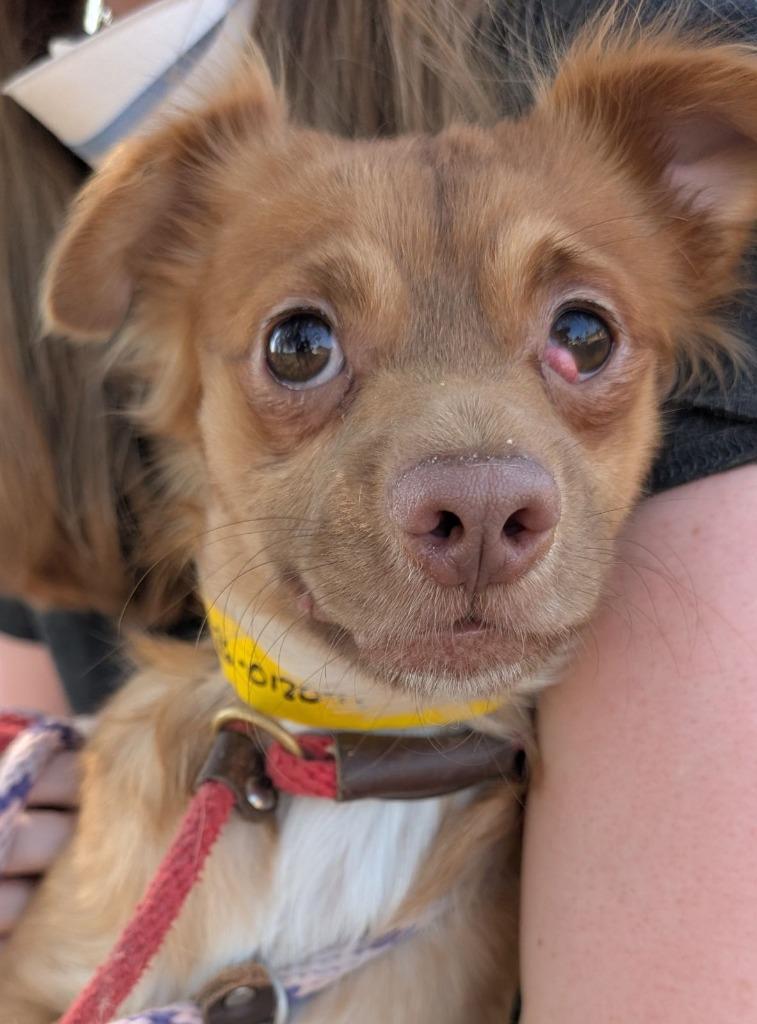 Enlarge Flannel, a Adoptable mixed breed in San Diego, CA image 3/4