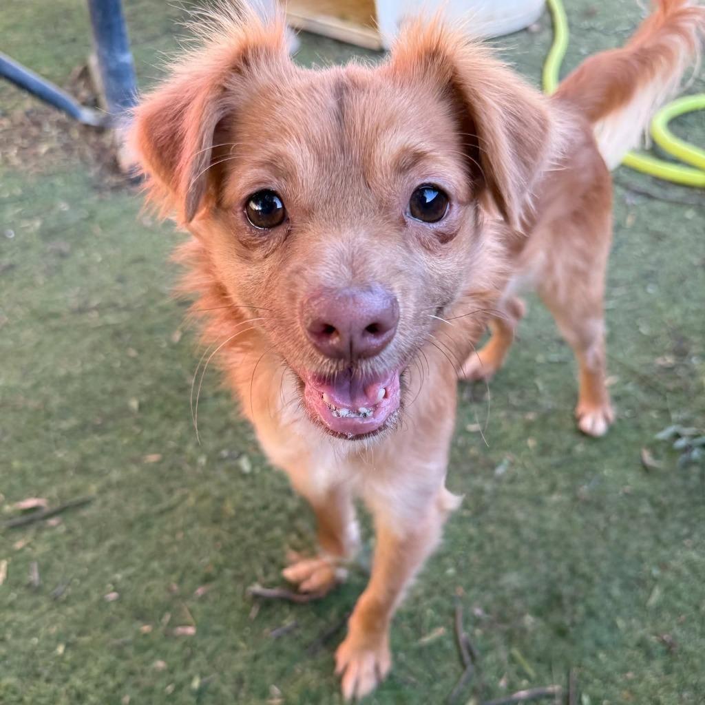 Enlarge Flannel, a Adoptable mixed breed in San Diego, CA image 4/4