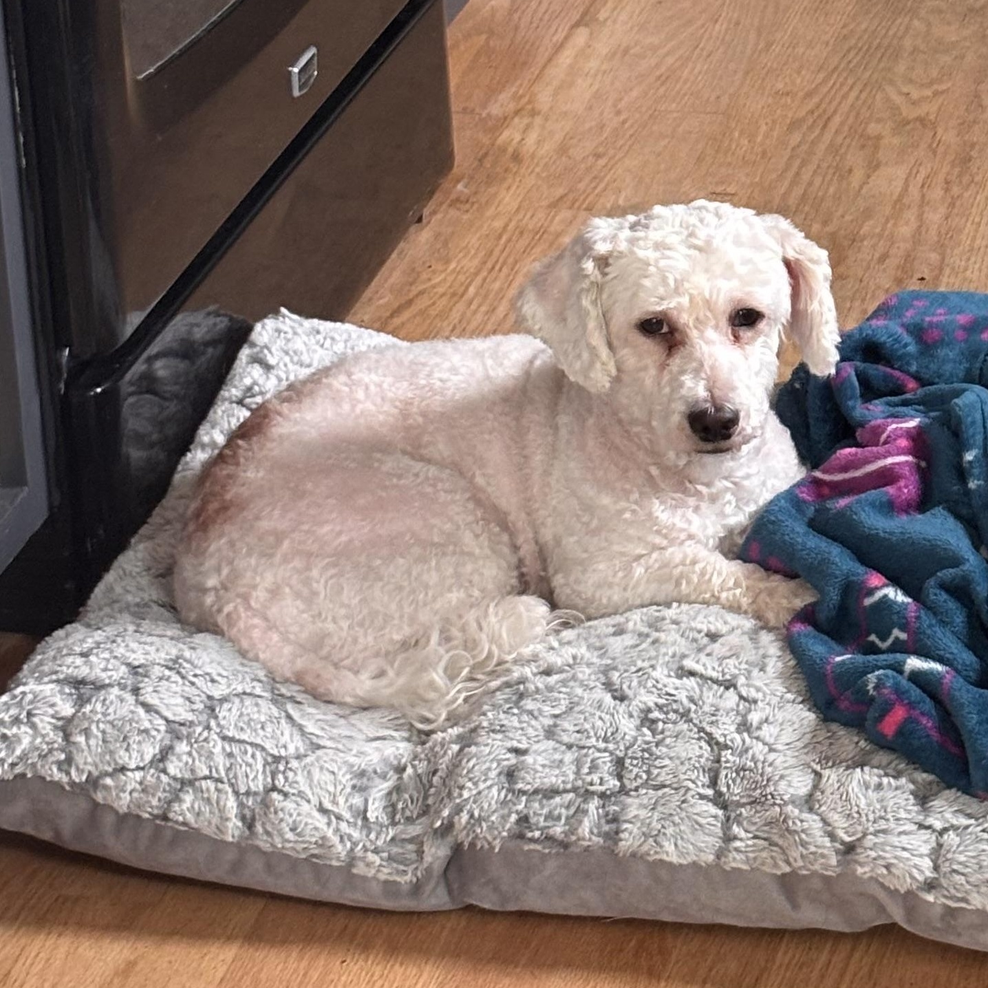 Enlarge Flo, an adopted mixed breed in Detroit, MI image 1/4