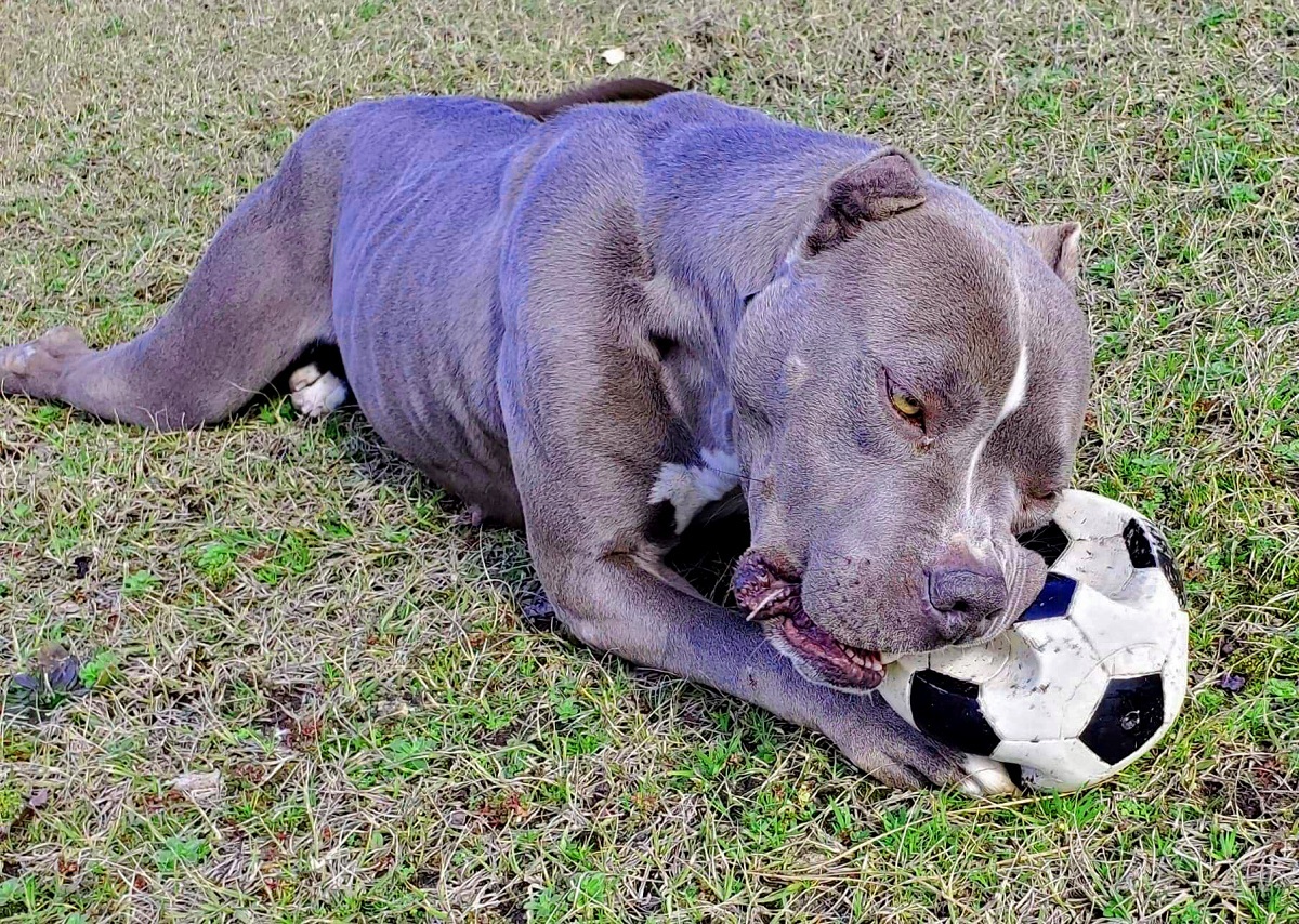 Enlarge Norma, a Adoptable American Staffordshire Terrier in Anniston, AL image 2/6