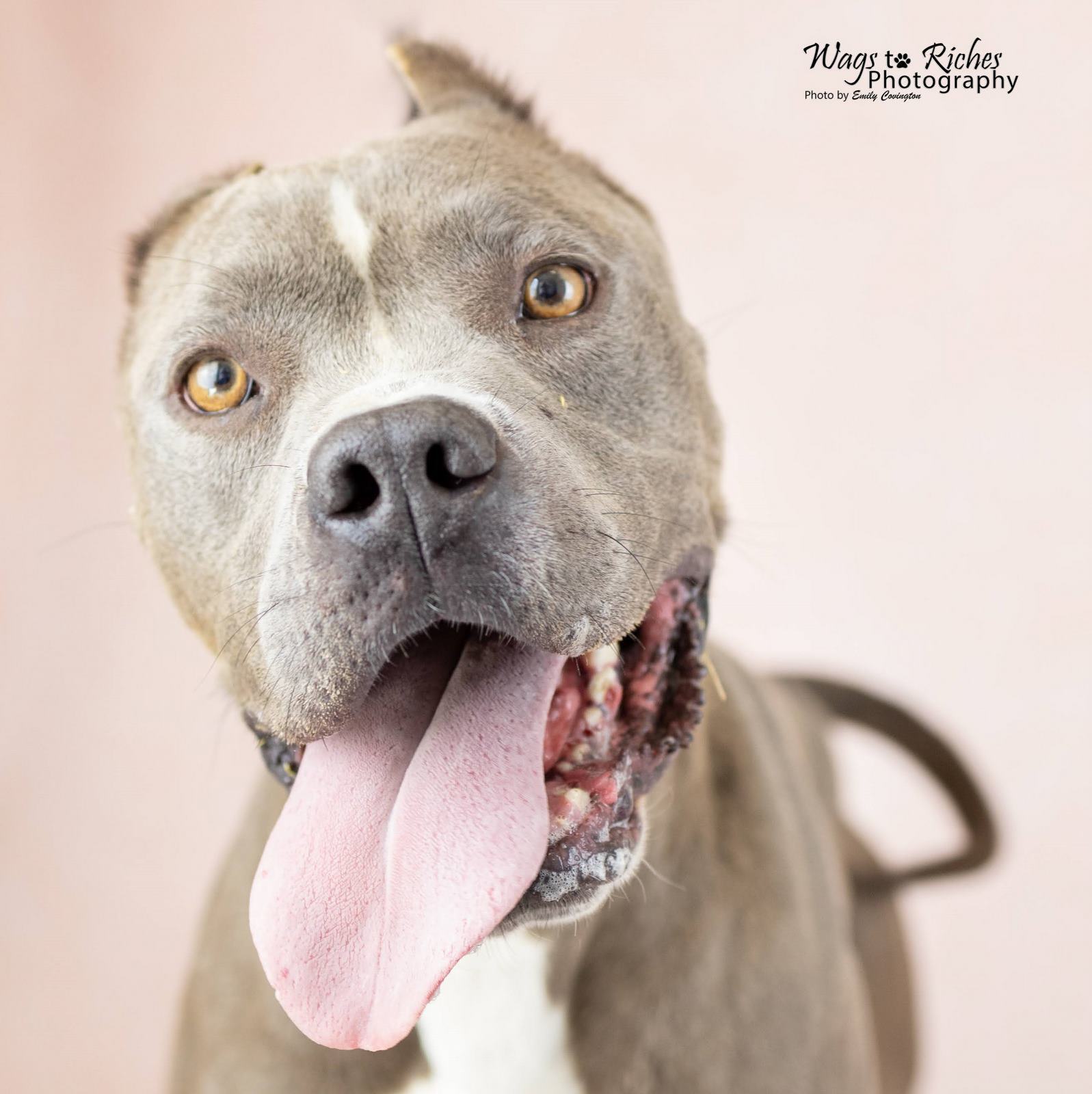 Enlarge Norma, a Adoptable American Staffordshire Terrier in Anniston, AL image 3/6