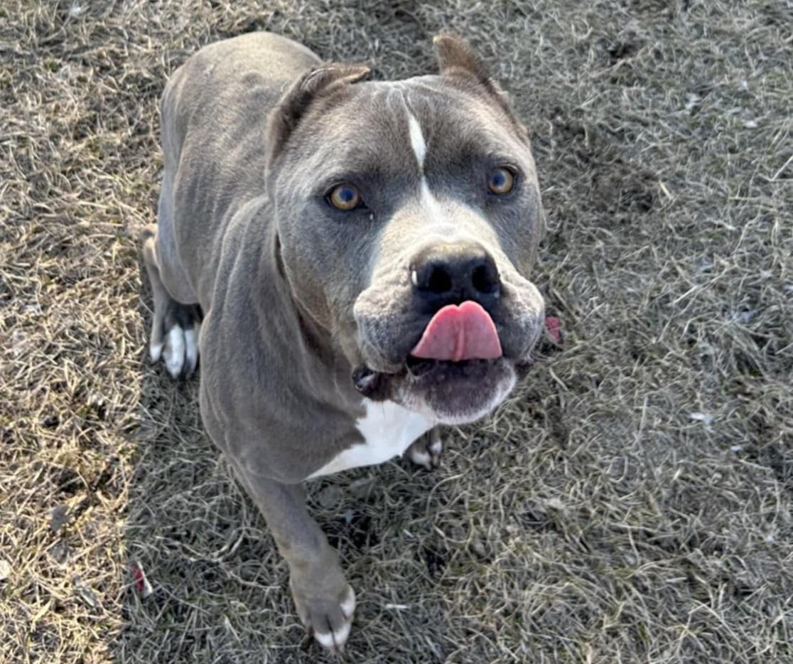 Norma, Adoptable, Adult Female American Staffordshire Terrier.