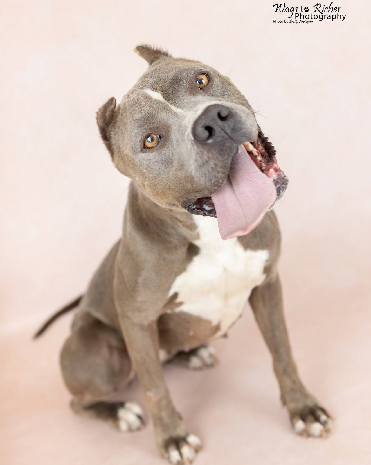 Enlarge Norma, a Adoptable American Staffordshire Terrier in Anniston, AL image 4/6