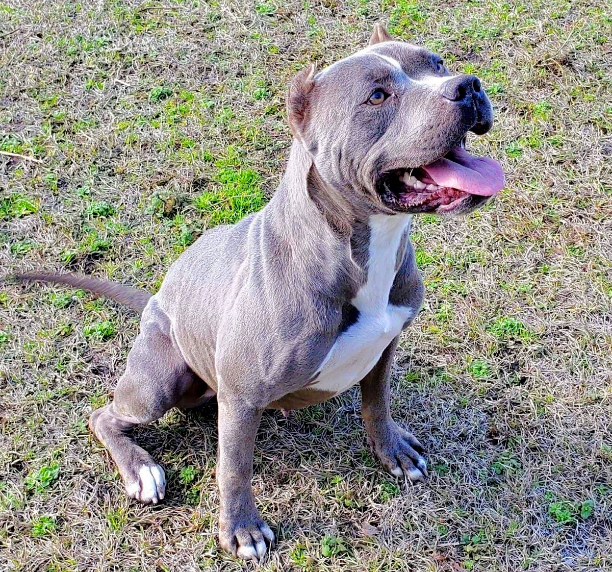 Enlarge Norma, a Adoptable American Staffordshire Terrier in Anniston, AL image 5/6