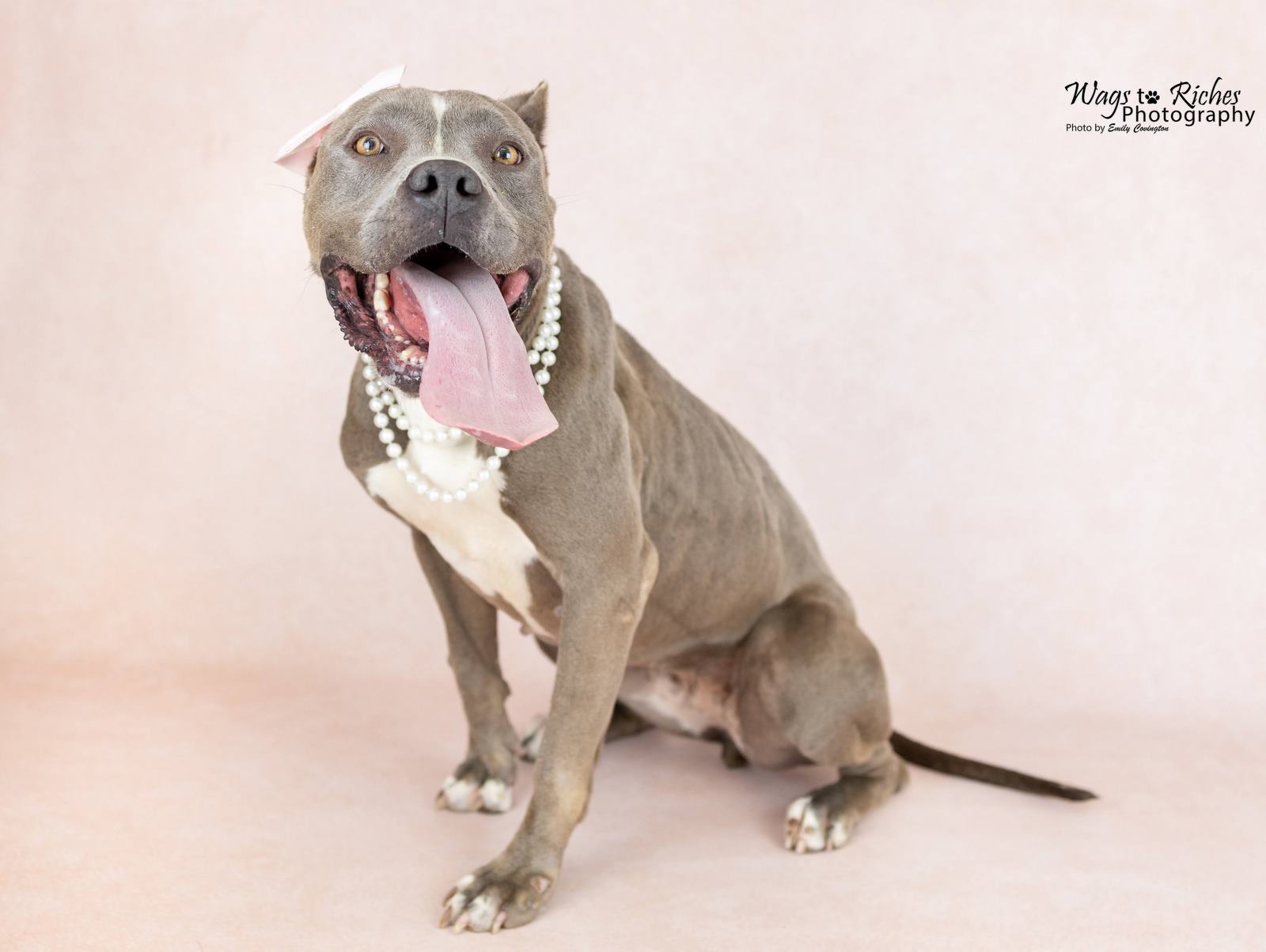 Enlarge Norma, a Adoptable American Staffordshire Terrier in Anniston, AL image 6/6