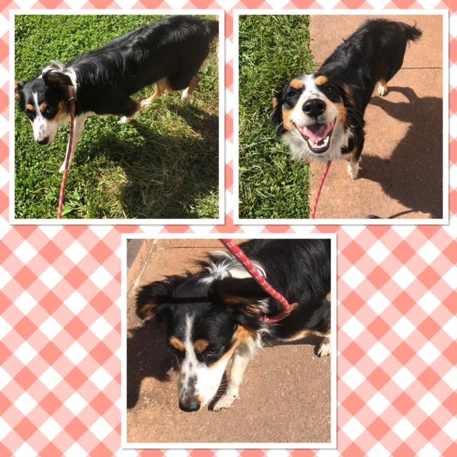 Enlarge EMBER, a Adoptable Australian Shepherd in Buckhannon, WV image 1/1