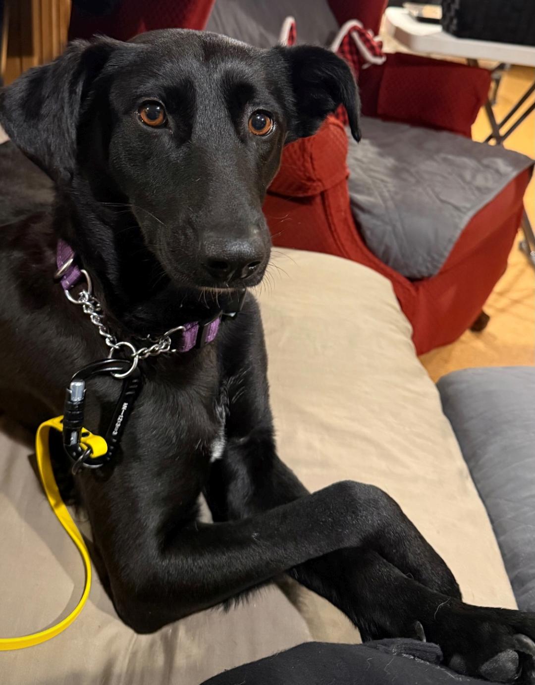 Enlarge Moon, a Adoptable mixed breed in pickering , ON image 3/6
