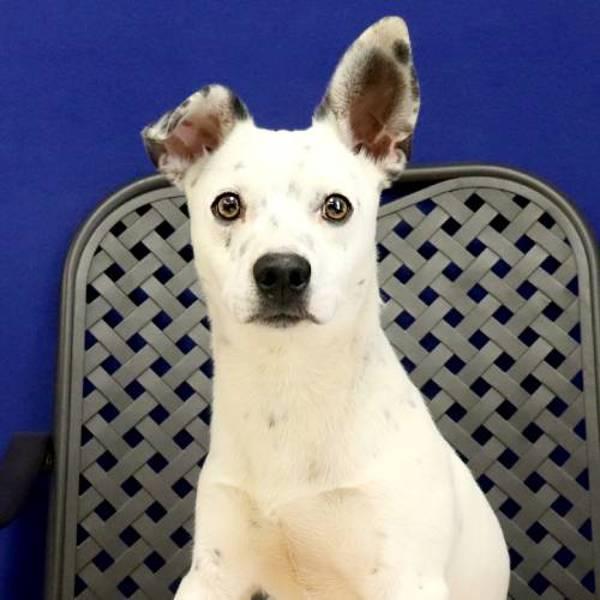 Sunny, Adoptable, Young Male Chihuahua & Australian Cattle Dog / Blue Heeler.