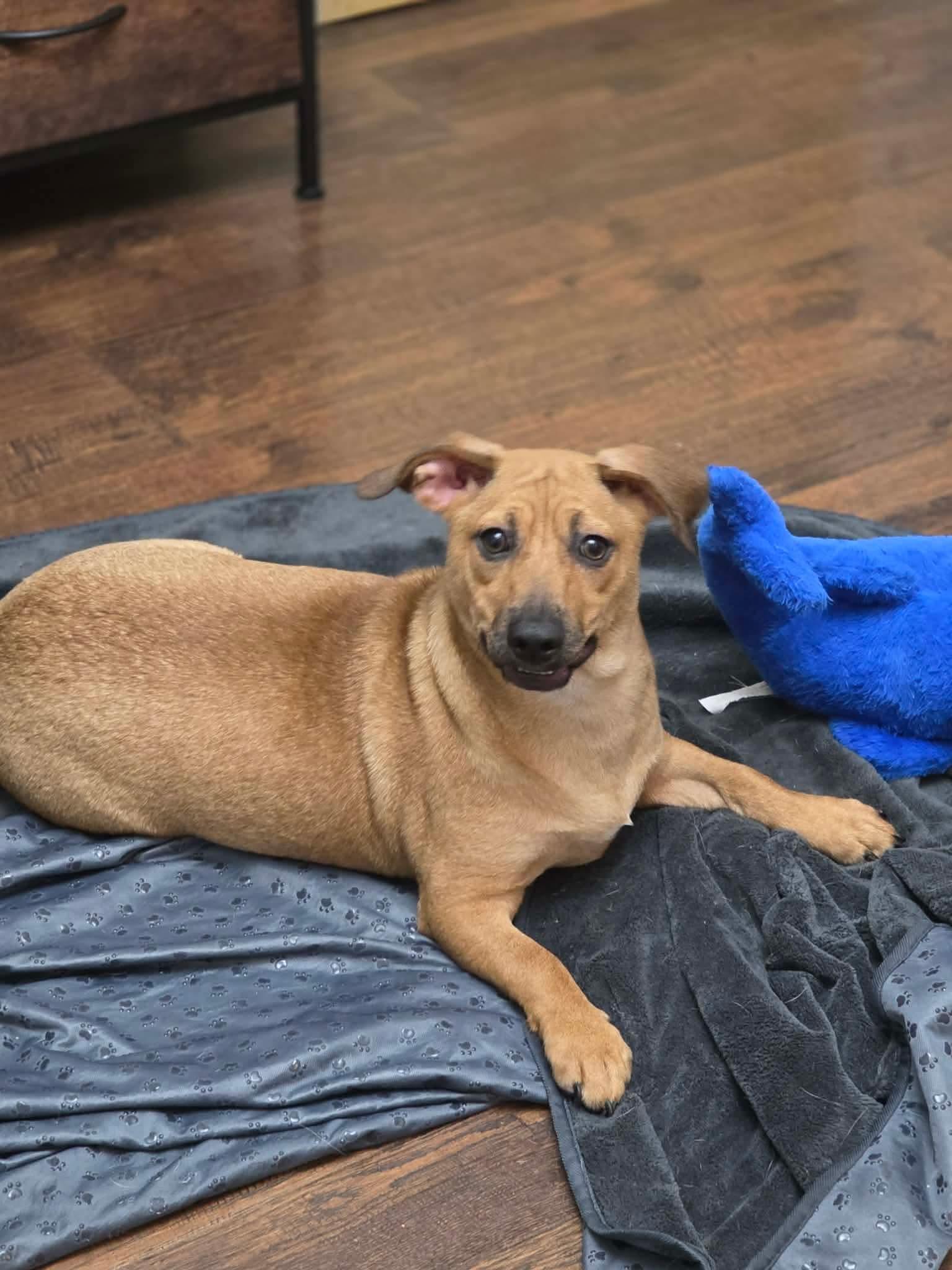Enlarge Mississippi, a Adoptable Chihuahua in Manalapan, NJ image 5/5