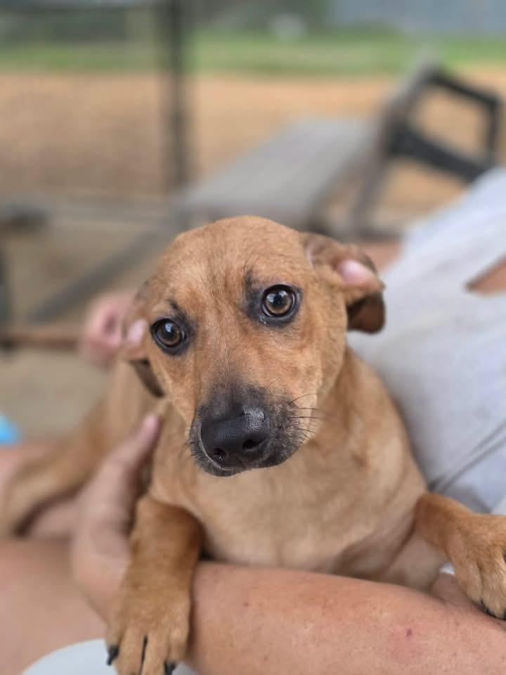 Enlarge Mississippi, a Adoptable Chihuahua in Manalapan, NJ image 1/5
