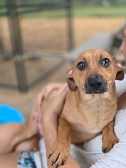 Enlarge Mississippi, a Adoptable Chihuahua in Manalapan, NJ image 2/5