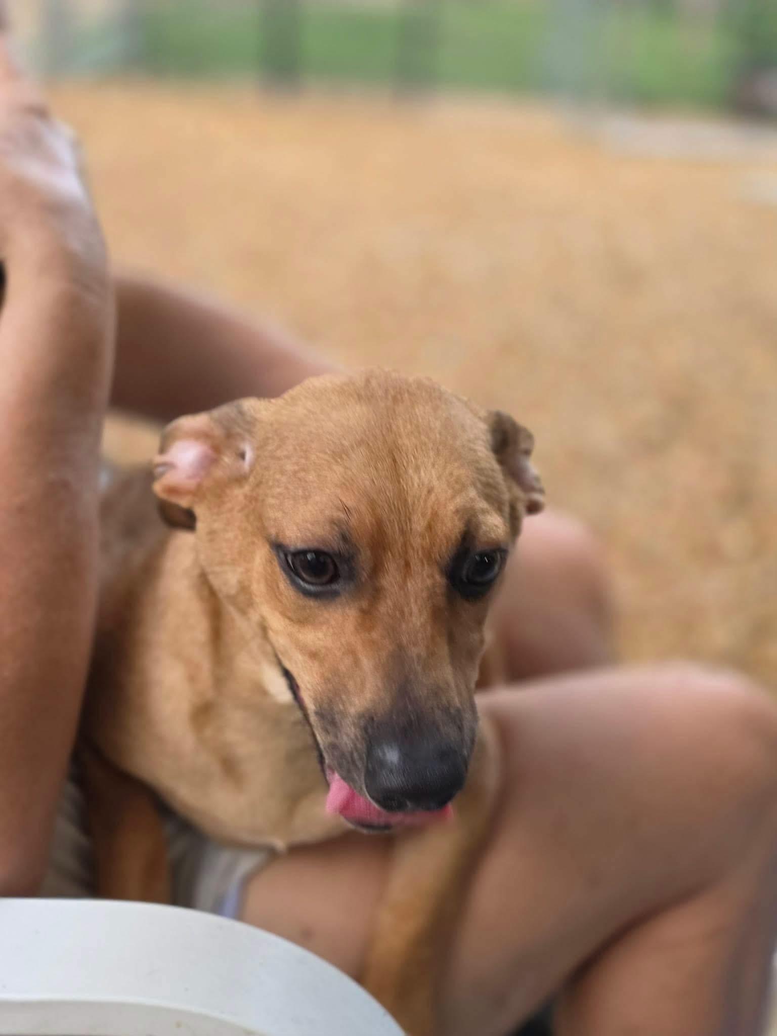 Enlarge Mississippi, a Adoptable Chihuahua in Manalapan, NJ image 3/5
