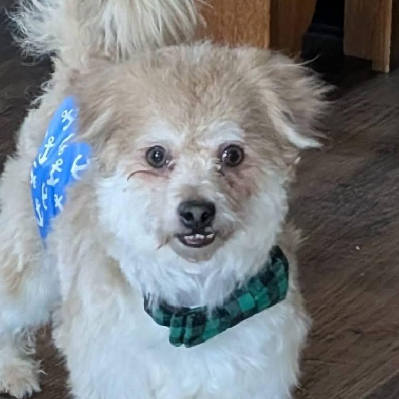 Enlarge Luca, a ADOPTABLE Cairn Terrier in Hartland, WI image 5/5