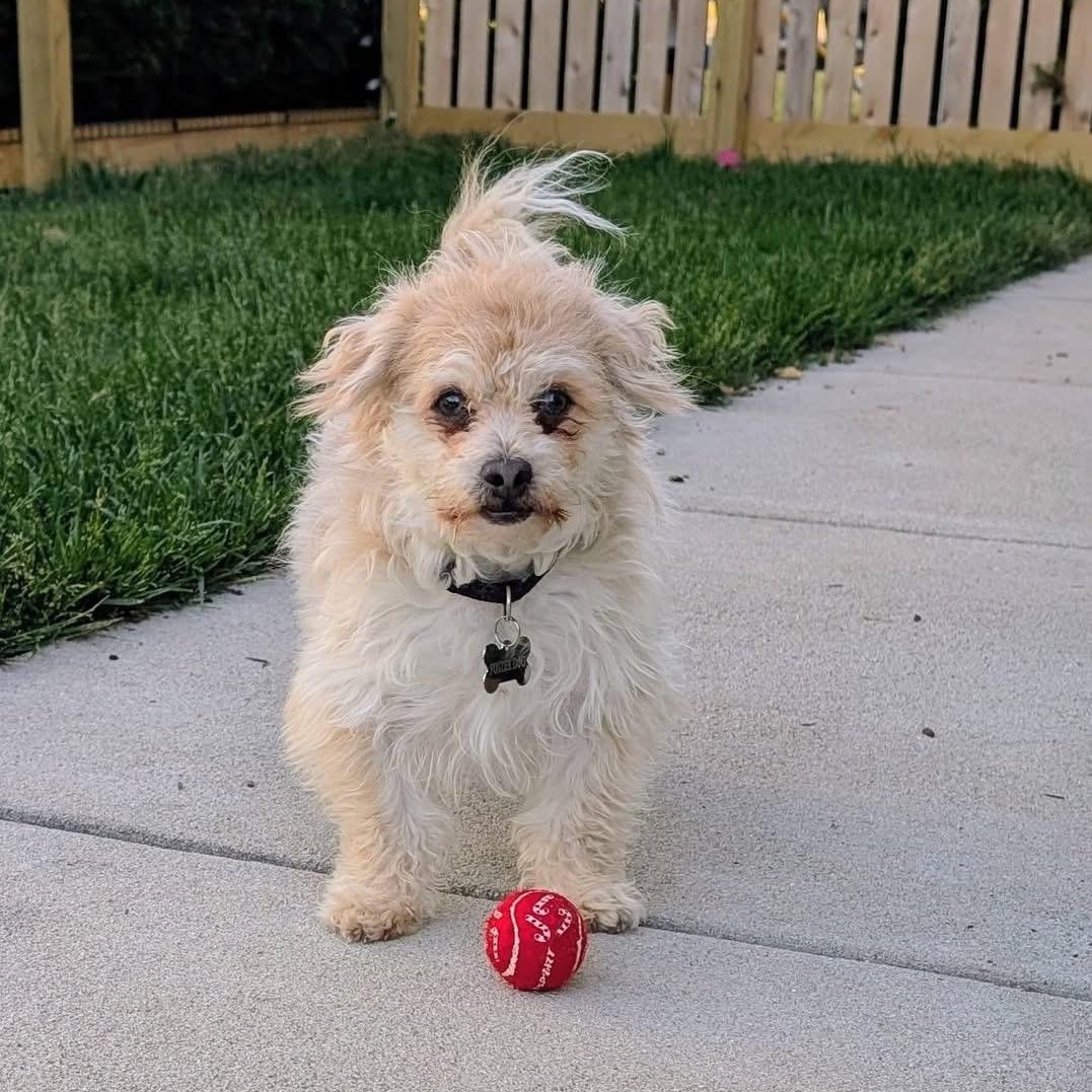 Luca, a ADOPTABLE Cairn Terrier in Hartland, WI image 2/6