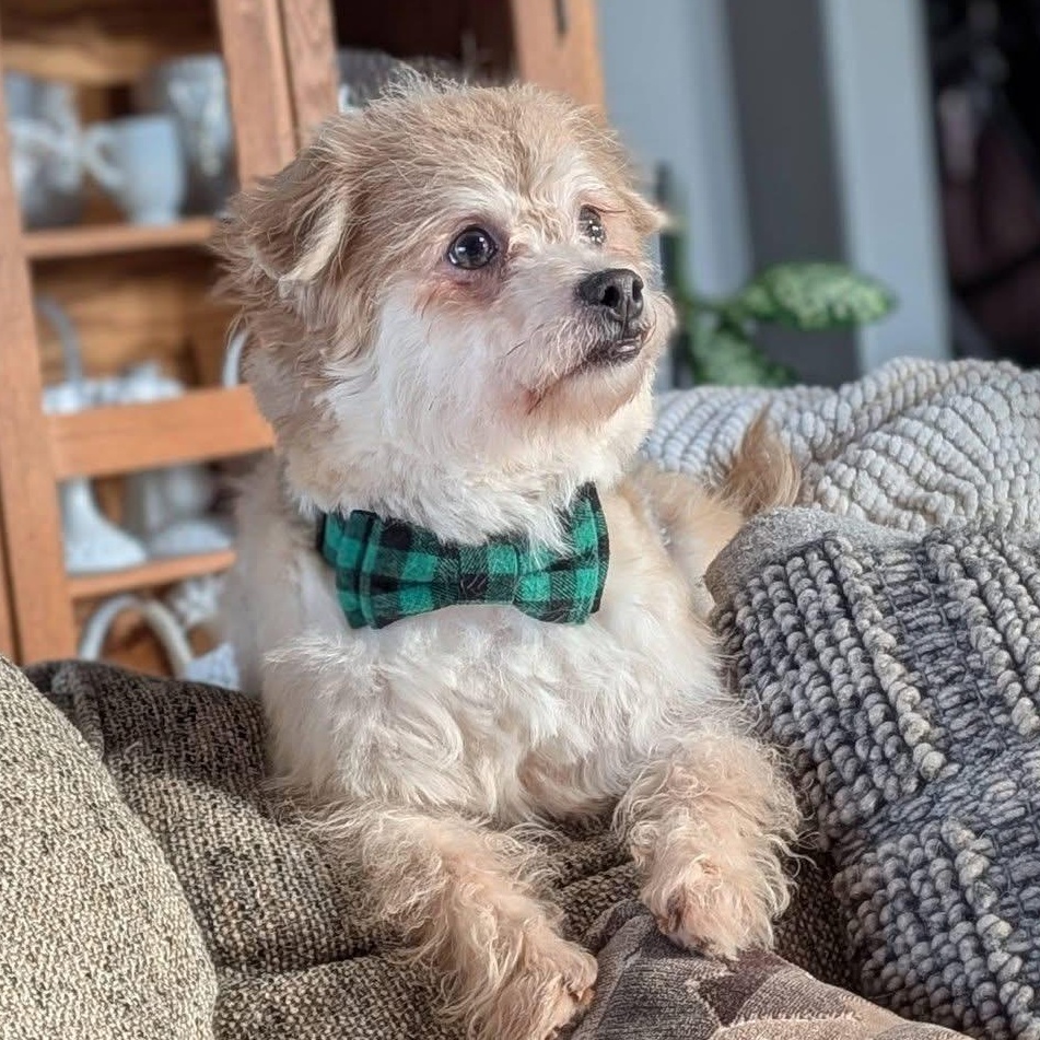 Enlarge Luca, a ADOPTABLE Cairn Terrier in Hartland, WI image 1/5