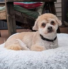 Enlarge Luca, a Adoptable mixed breed in Hartland, WI image 1/6