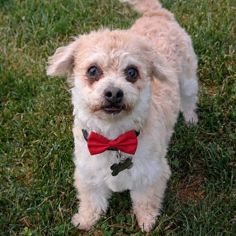 Luca, ADOPTABLE, Adult Male Cairn Terrier.