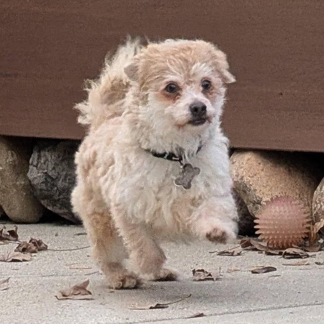 Enlarge Luca, a ADOPTABLE Cairn Terrier in Hartland, WI image 3/5