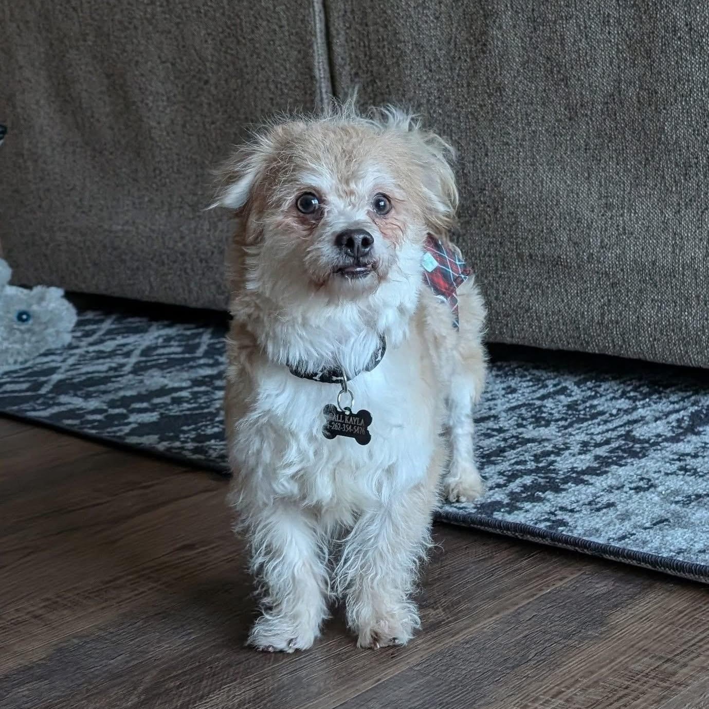 Enlarge Luca, a ADOPTABLE Cairn Terrier in Hartland, WI image 4/5