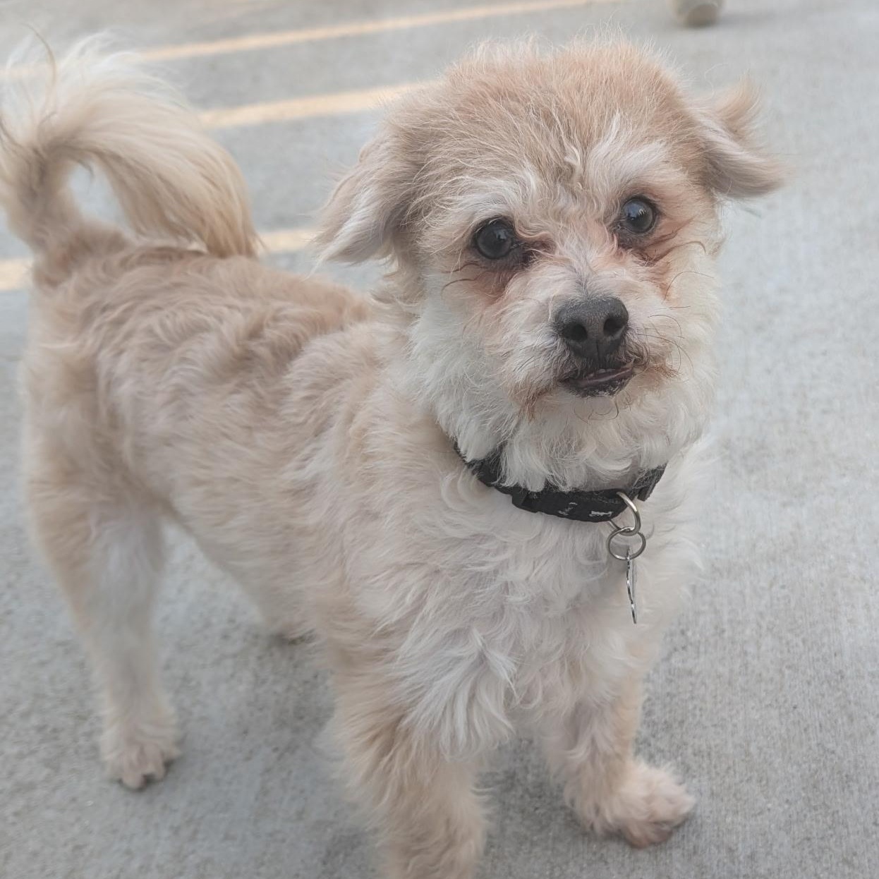 Enlarge Luca, a ADOPTABLE Cairn Terrier in Hartland, WI image 1/5