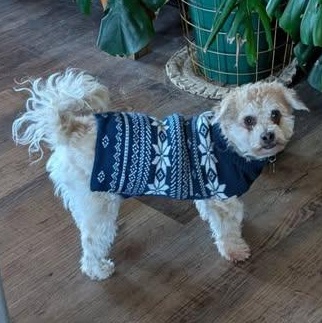 Luca, Adoptable, Adult Male Chihuahua & Maltese.