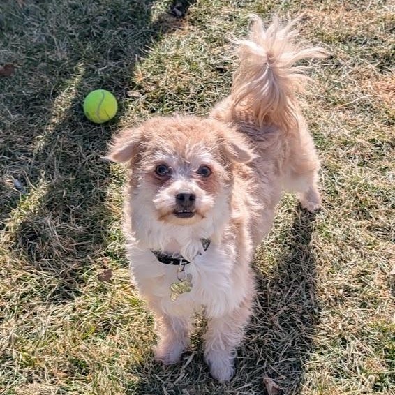 Enlarge Luca, a ADOPTABLE Cairn Terrier in Hartland, WI image 2/5