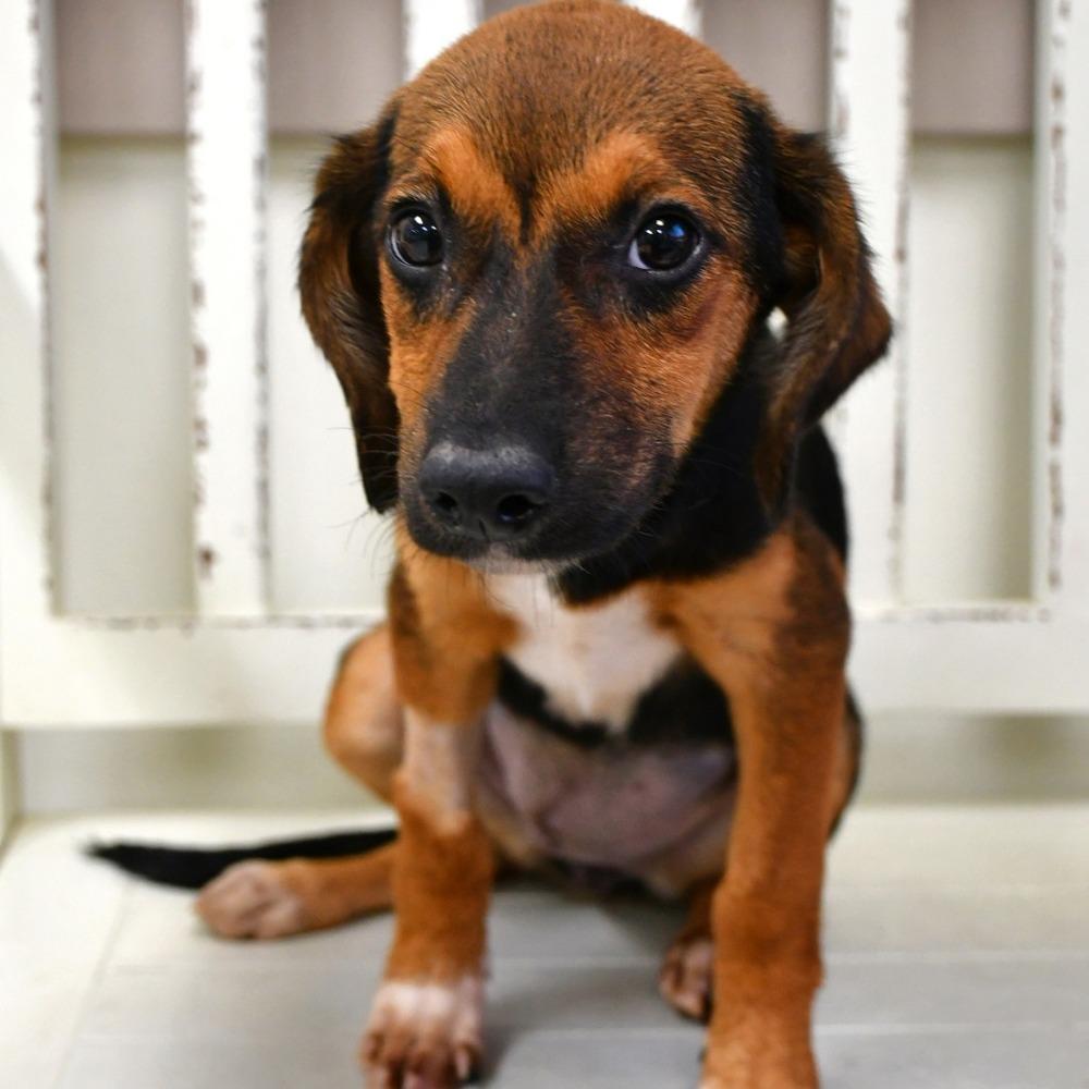 Wings A- 143544, Adoptable, Puppy Female Beagle.