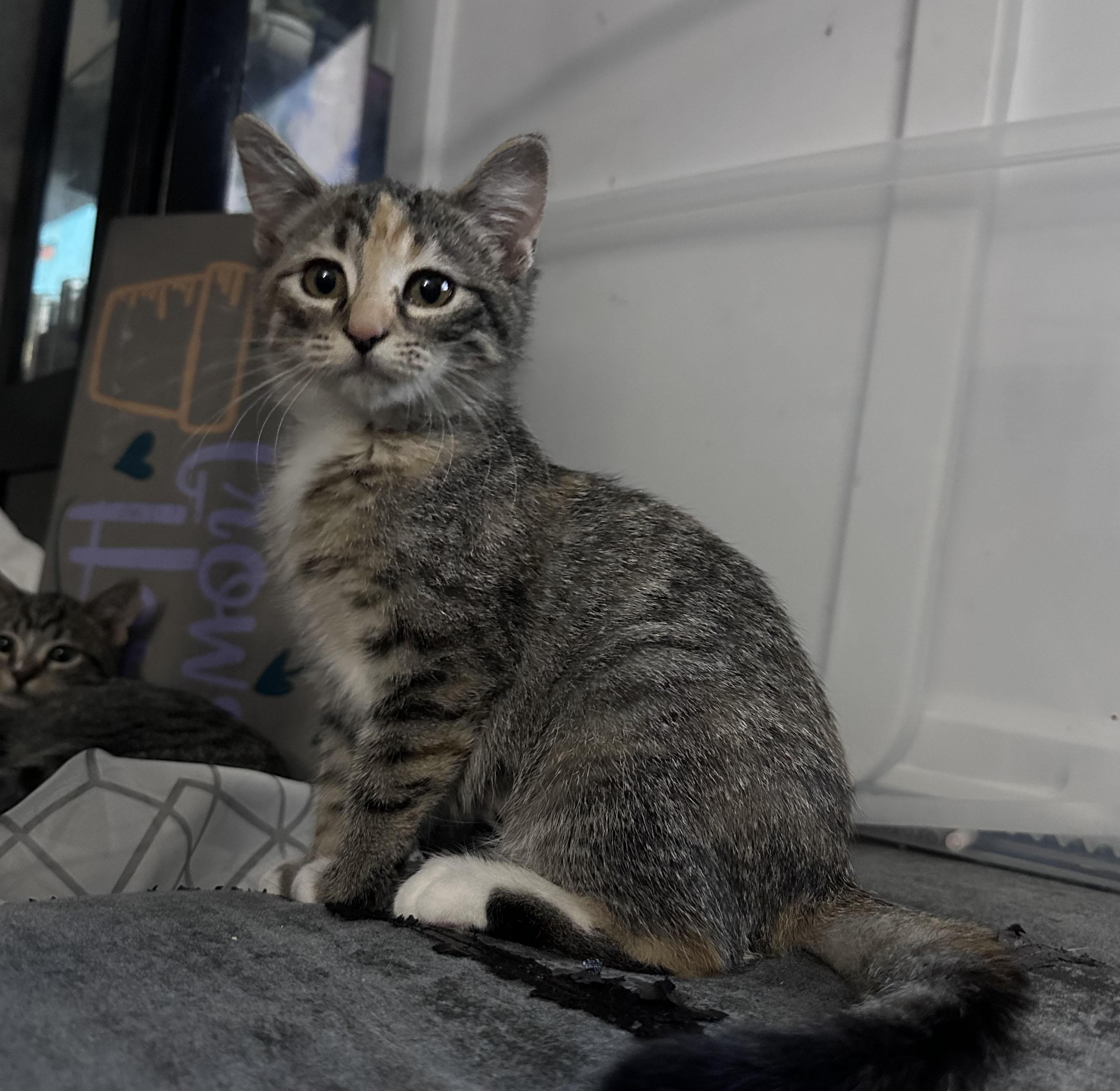 Enlarge Blossom, a Adoptable Domestic Short Hair in Milwaukee, WI image 1/4