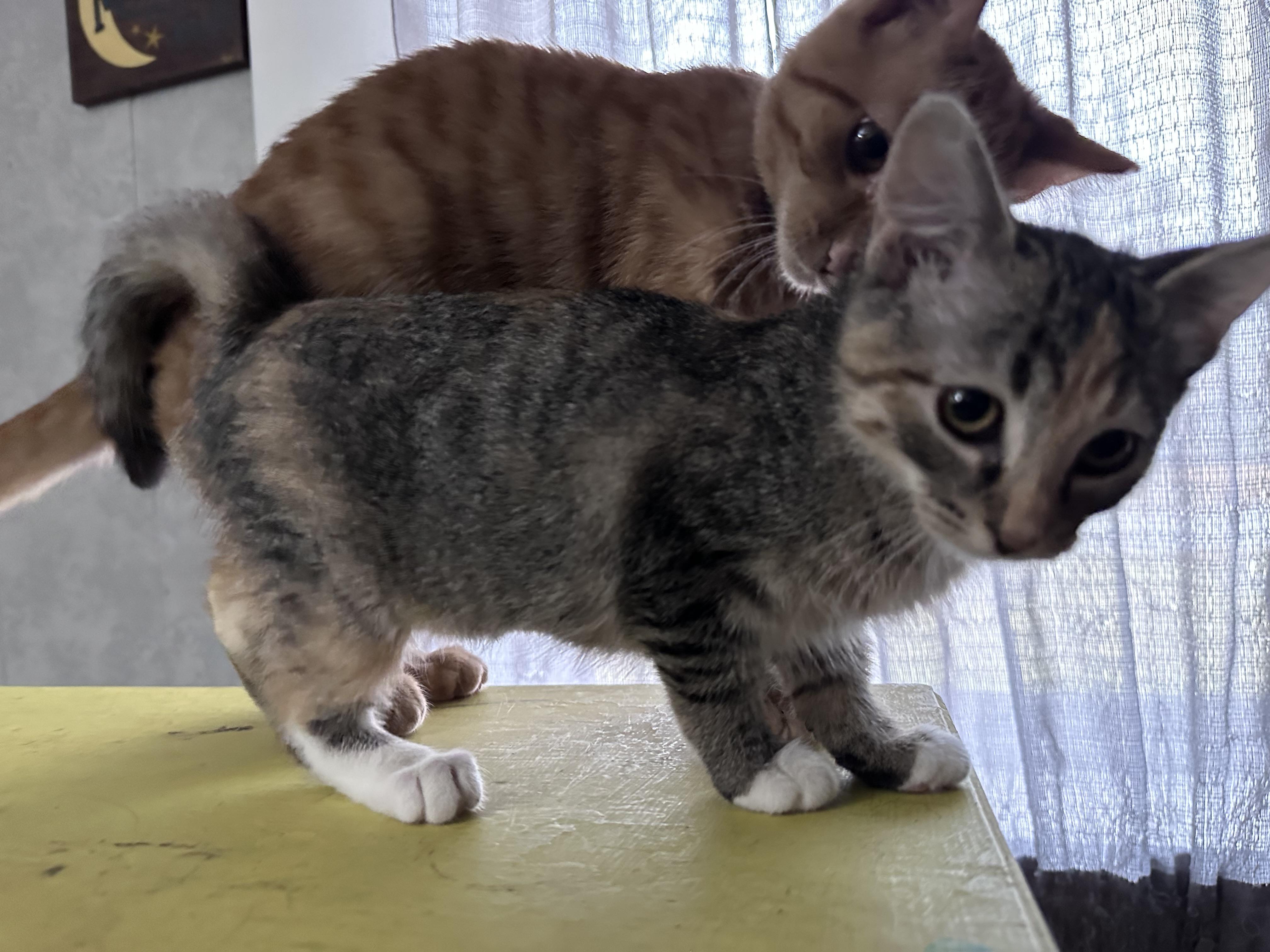 Enlarge Blossom, a Adoptable Domestic Short Hair in Milwaukee, WI image 3/4