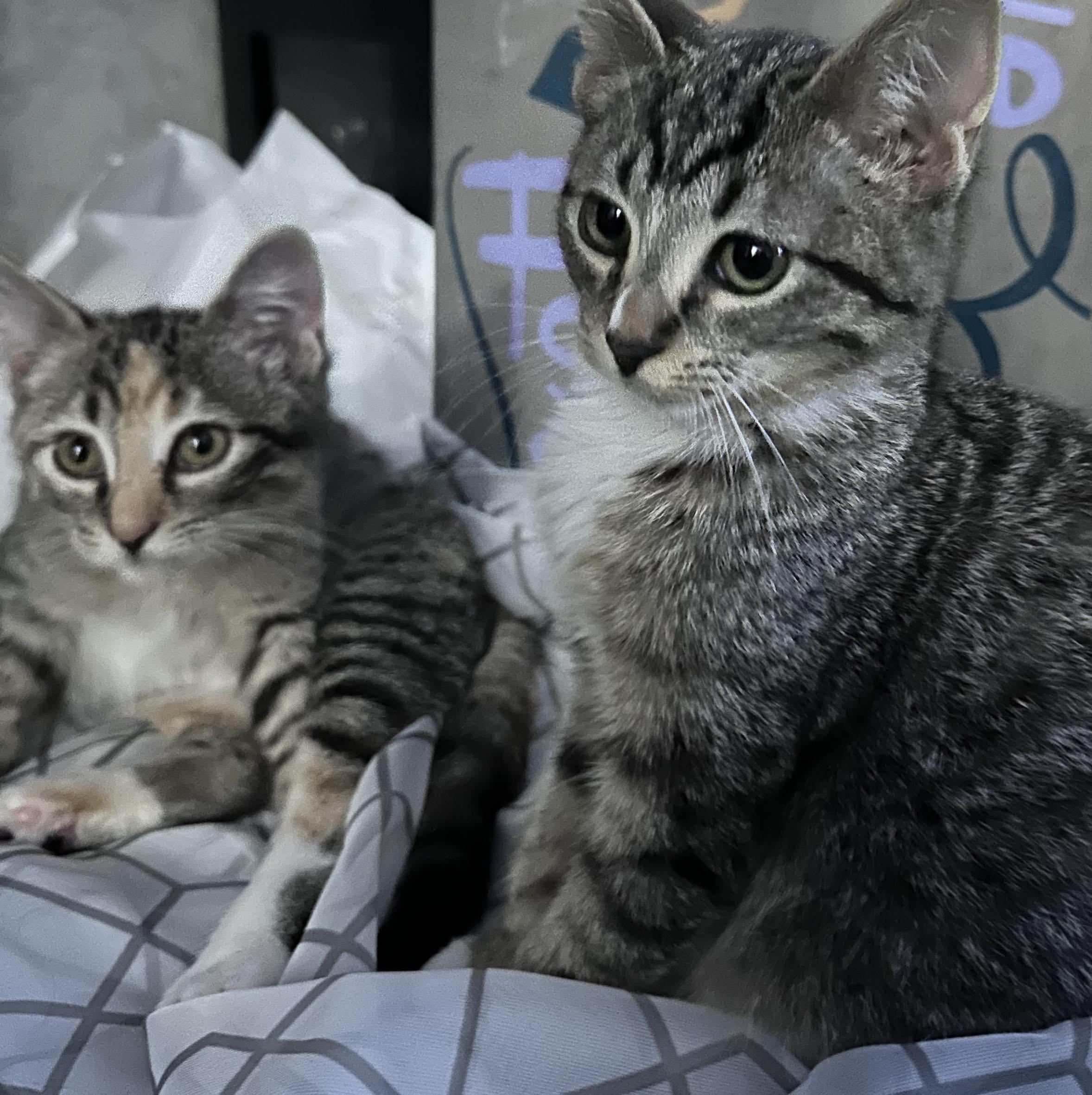 Enlarge Blossom, a Adoptable Domestic Short Hair in Milwaukee, WI image 2/4