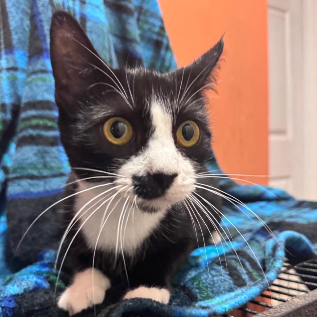 Enlarge Mammas, a Adoptable Domestic Short Hair in Inwood, WV image 1/1