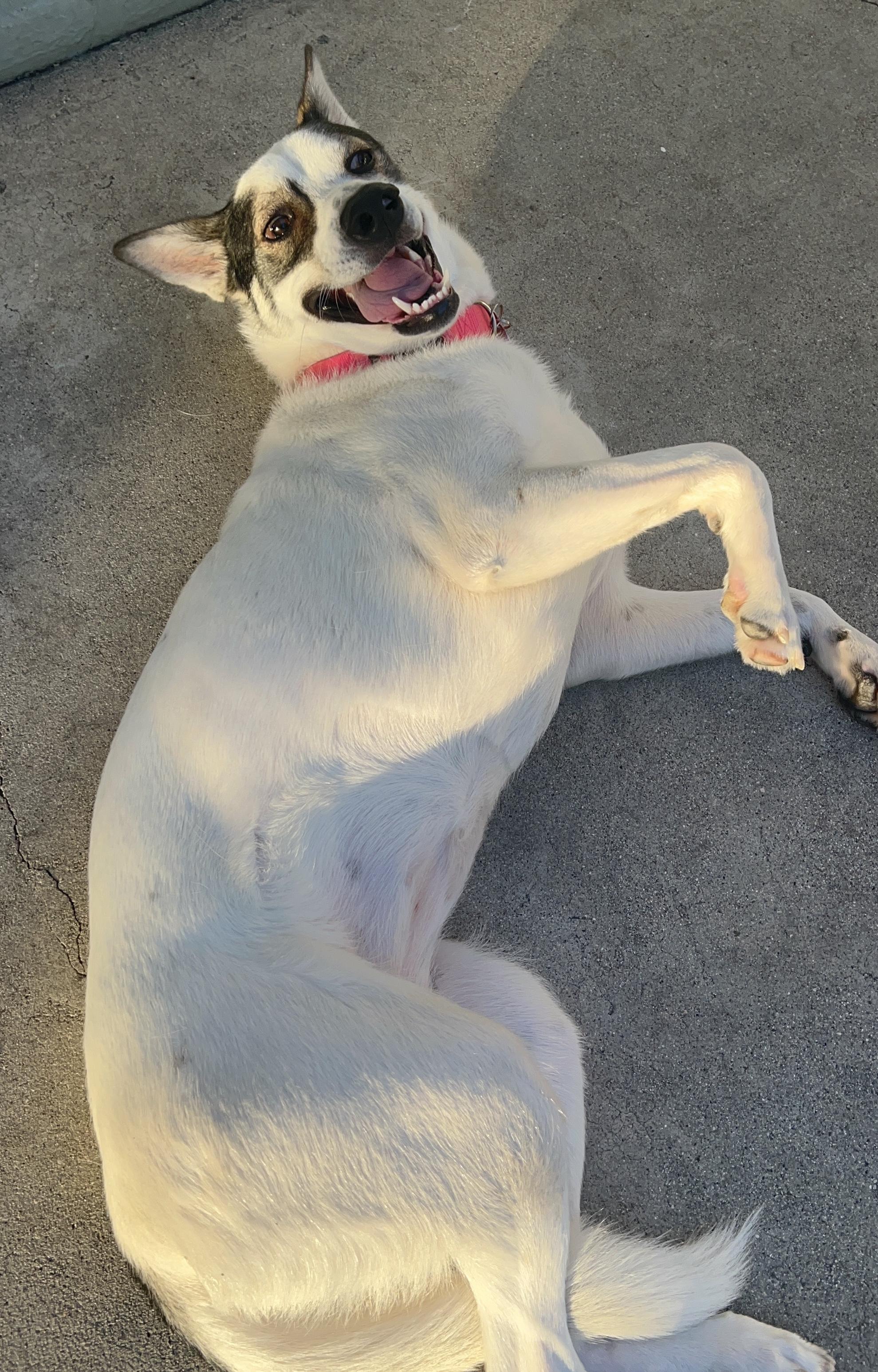 Enlarge Taki, a Adoptable mixed breed in Studio City, CA image 5/6