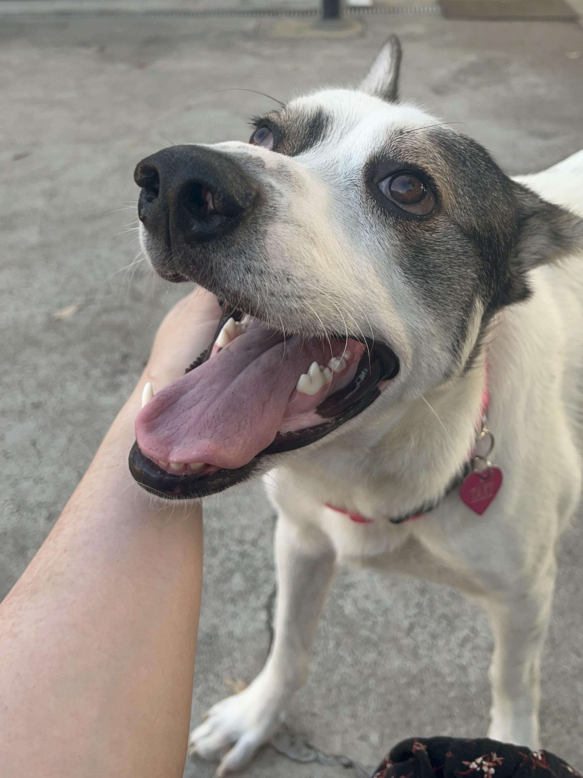 Enlarge Taki, a Adoptable mixed breed in Studio City, CA image 6/6